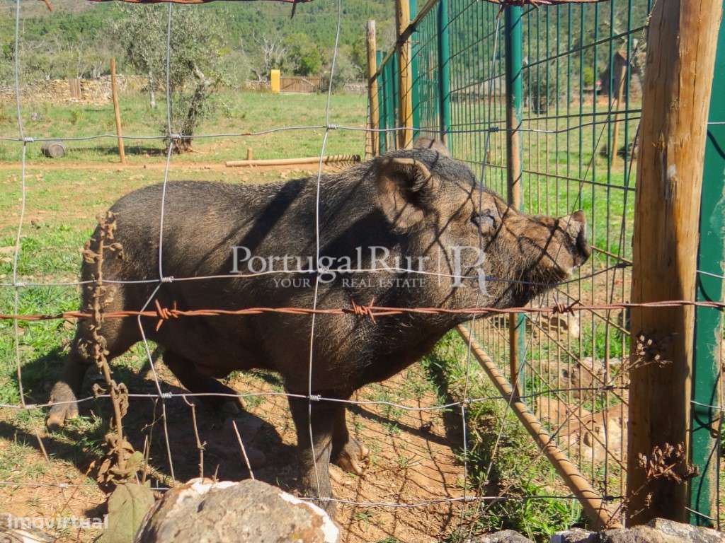 Quintinha com 2ha com casa para recuperar em Portalegre - Grande imagem: 4/17