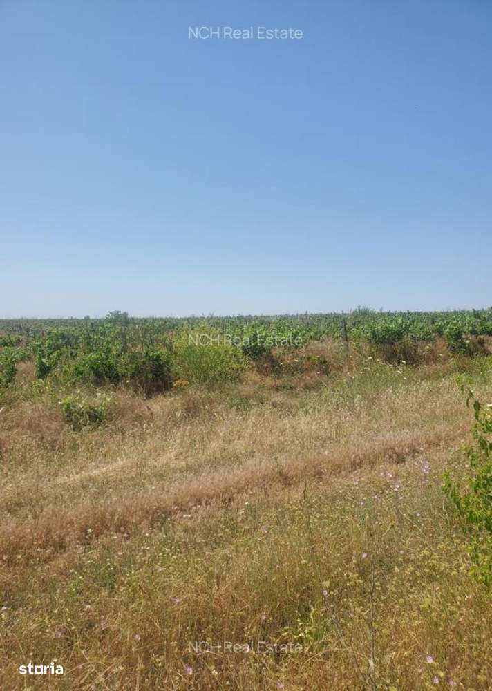 130 Ha comasat 100%, judetul Constanța - Imagine principală: 3/4