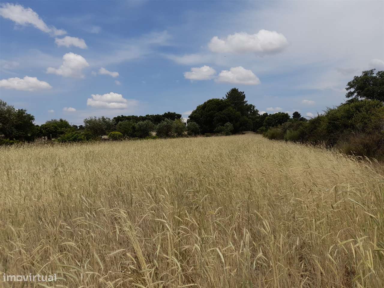 Terreno Rústico  Venda em Alcains,Castelo Branco - Grande imagem: 3/10