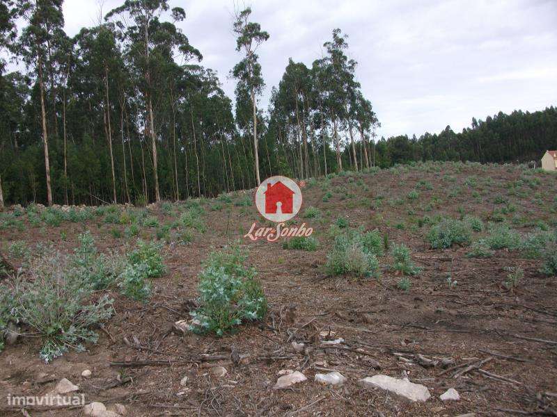 Terreno Florestal de 9.900m2 em Canidelo Vila do Conde - Grande imagem: 5/5