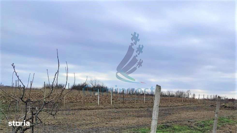 GAMINVEST-Teren de vânzare în Săldăbagiu de Munte, V3117B - Imagine principală: 2/2