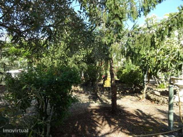 Quinta T/7 Cartaxo-31