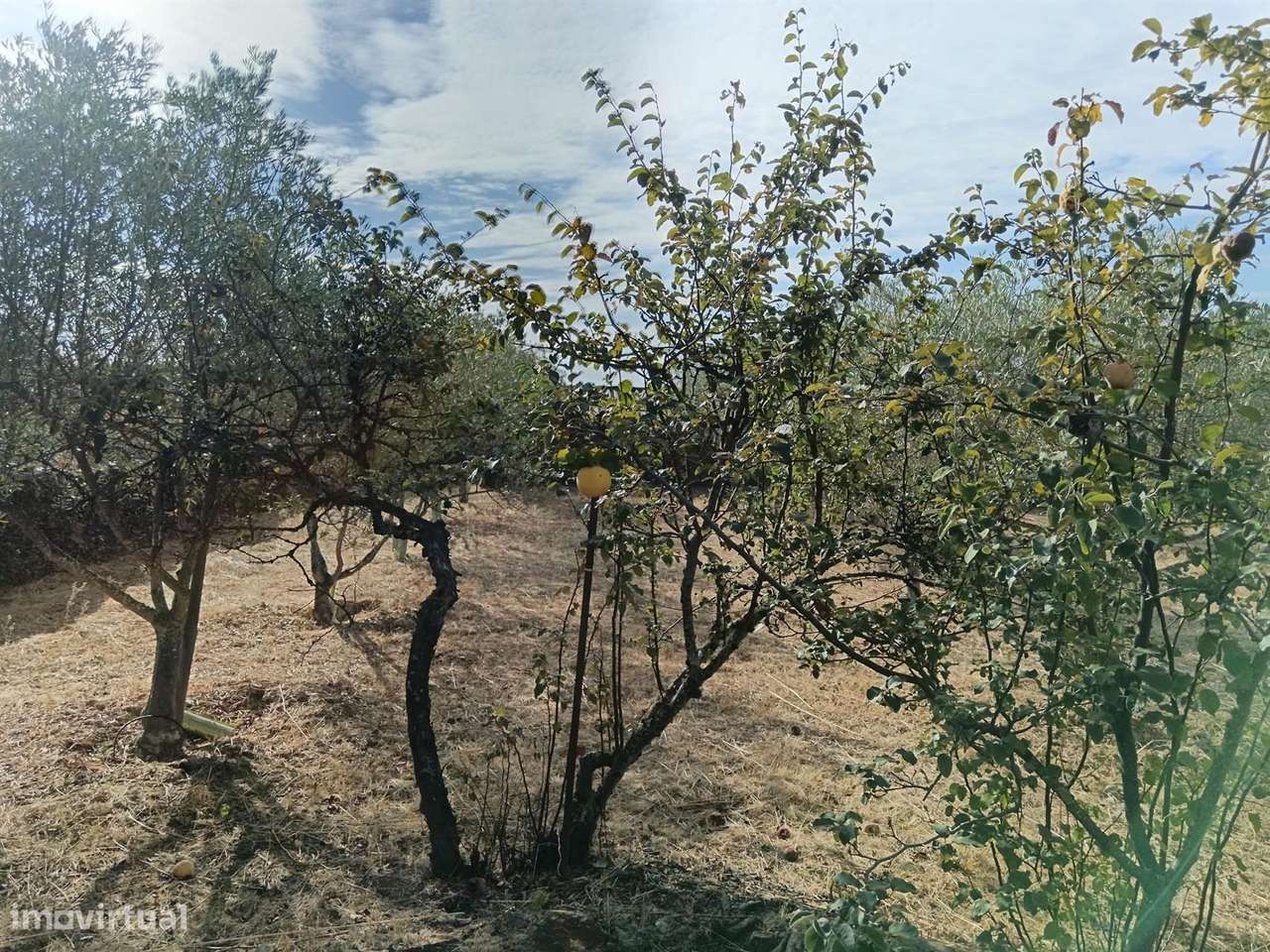 Terreno - Grande imagem: 4/8