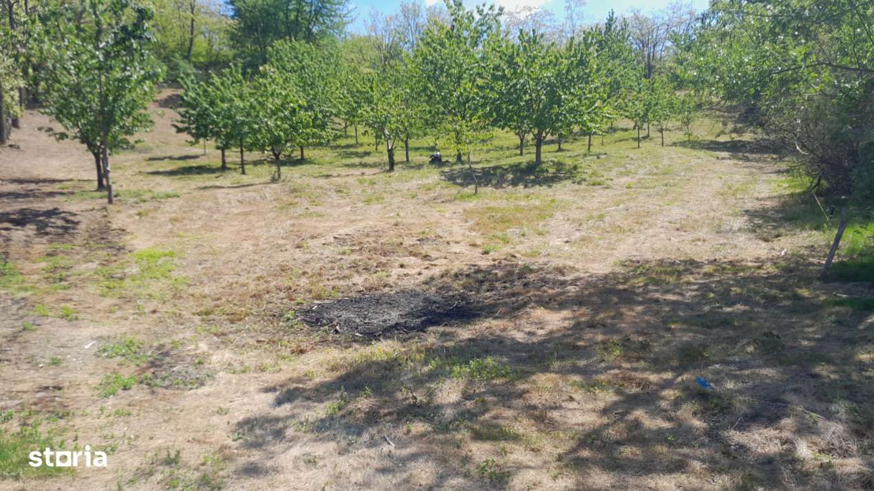 Teren extravilan de vanzare – Stanesti, 3.861 mp, livada de ciresi-3