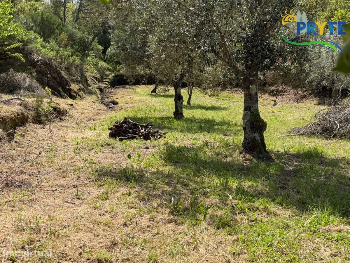 Terreno com uma ruína não registada a 6 quilómetros da Sertã-44