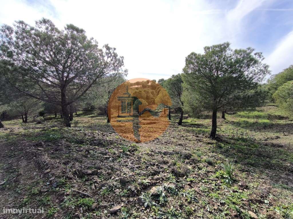 TERRENO COM 76.620 M2 - COM POSSIBILIDADE DE CONSTRUÇÃO - MORADIA E... - Grande imagem: 5/29