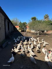 Terreno em Arrouquelas, Rio Maior - Grande imagem: 3/6