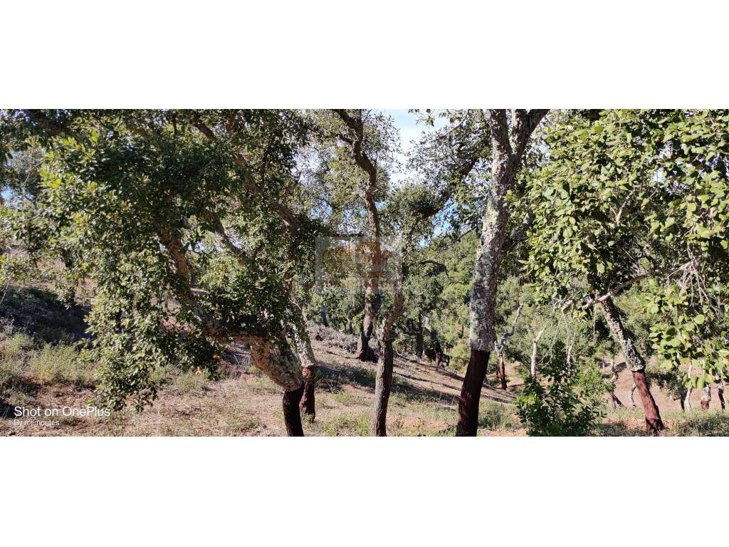 Terreno com 19ha a 8 km de Santiago do Cacem e a 20 km da Lagoa de ... - Grande imagem: 3/12