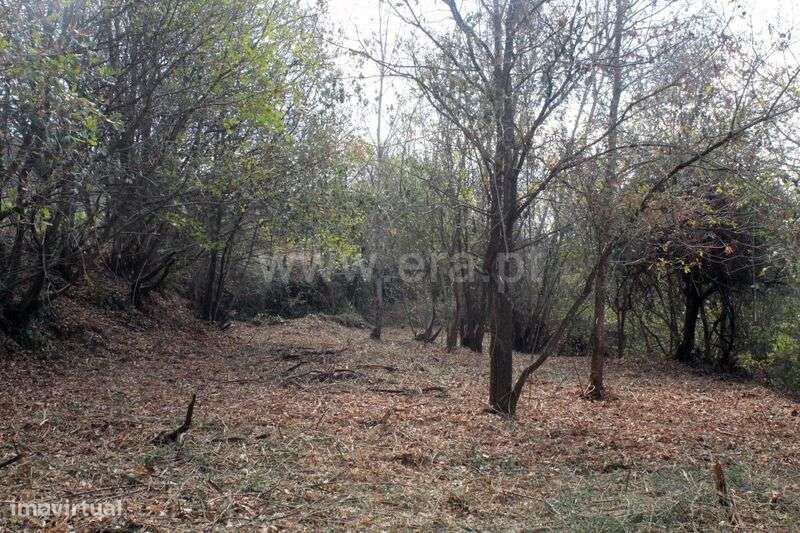 Terreno / Cinfães, Fornelos - Grande imagem: 4/13