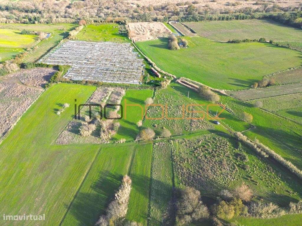 Quinta de 3,24ha - A 5min. Montemor-o-Velho - Grande imagem: 3/11