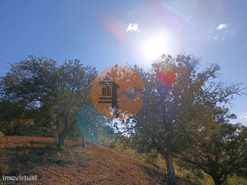 TERRENO RÚSTICO COM 5.560 M2 - COM ÁRVORES - ALCARIAS GRANDES - CAS... - Grande imagem: 5/40