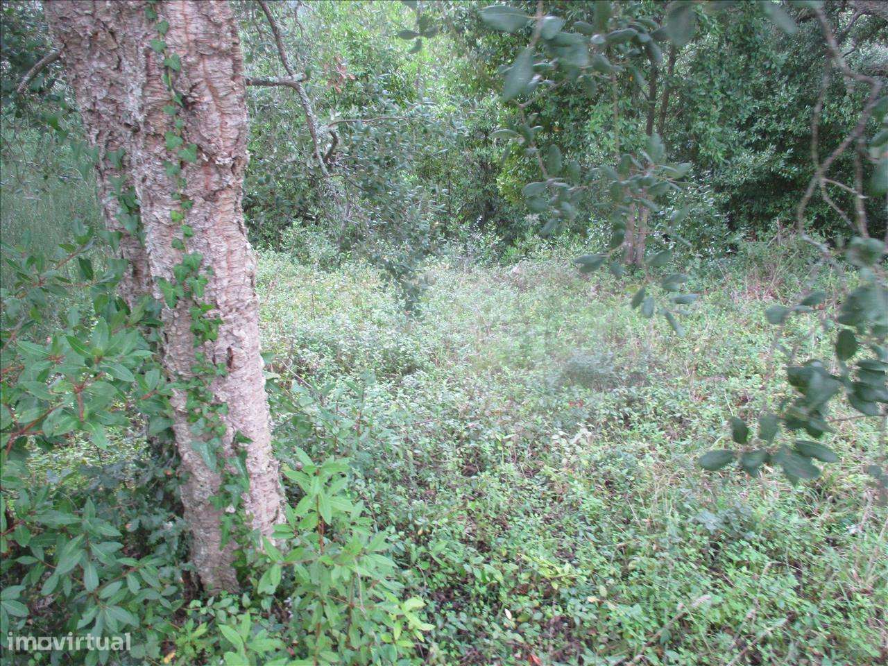 Terreno em Leiria, Leiria - Grande imagem: 5/8