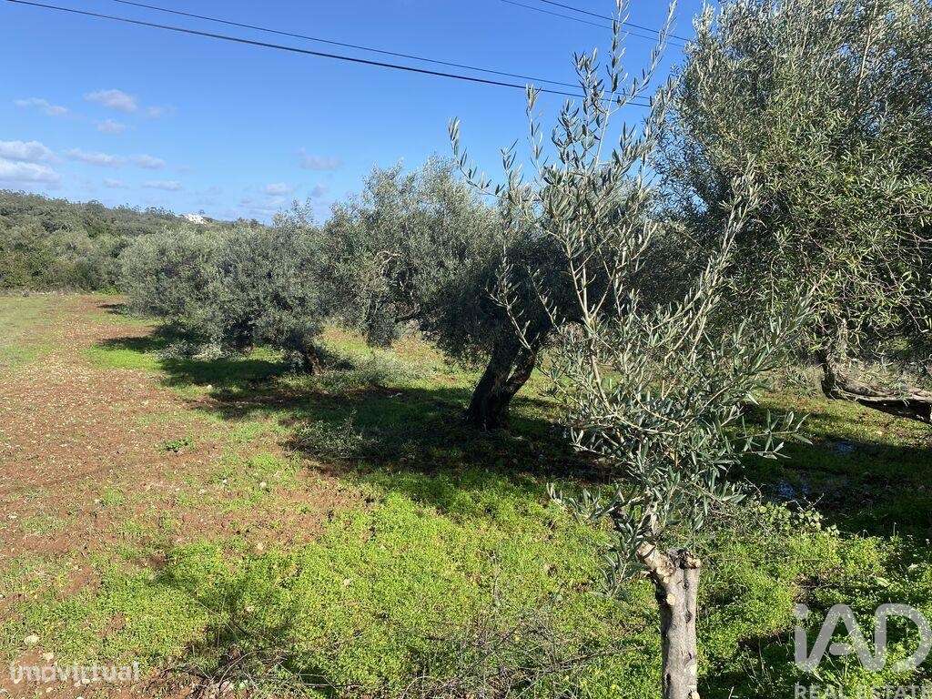 Terreno Agrícola em São Brás de Alportel - Grande imagem: 5/10