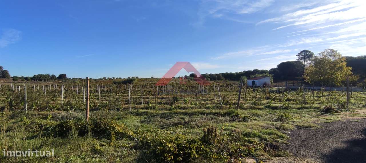 Terreno  Venda em Cartaxo e Vale da Pinta,Cartaxo - Grande imagem: 3/23