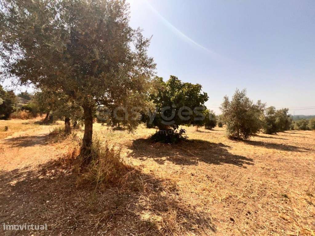 Terreno com possibilidade de construção perto do Entroncamento - Grande imagem: 2/10