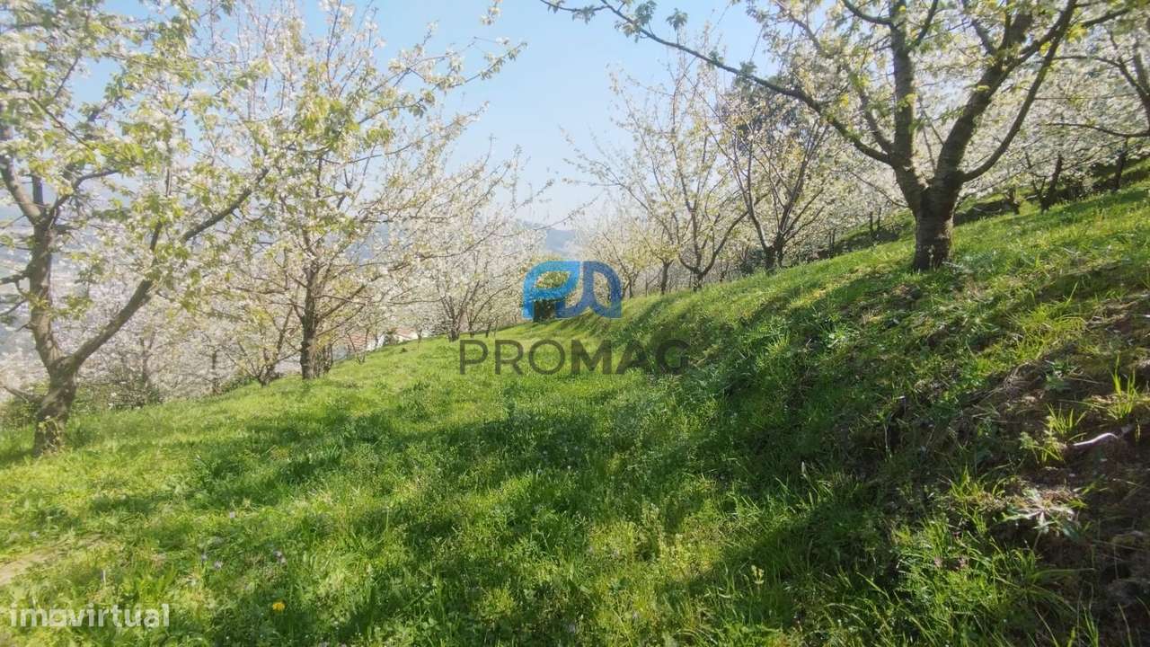 Quinta do Valado- Excelente Investimento em Resende-3