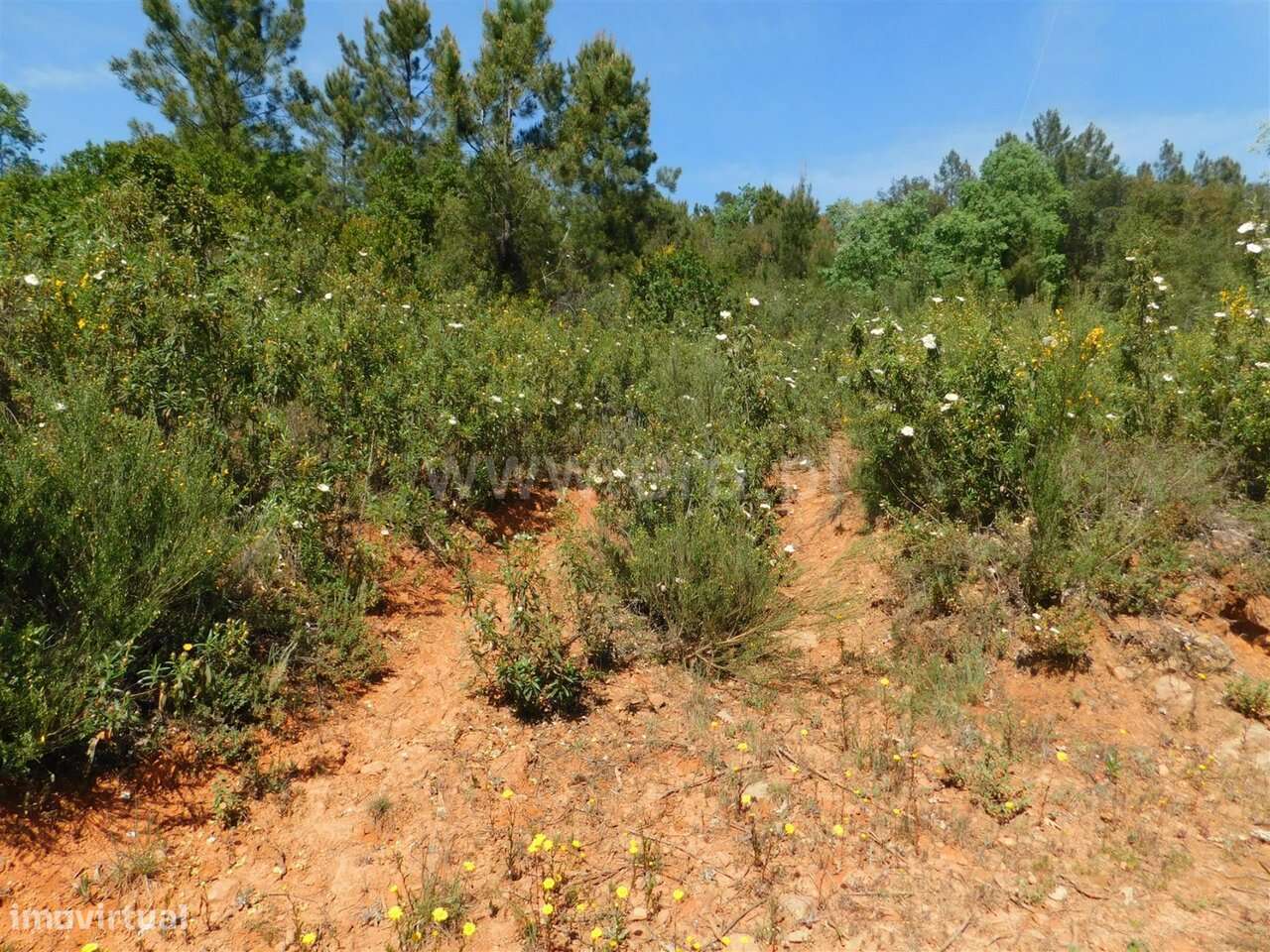 Terreno Rústico / Fundão, Fatela-14