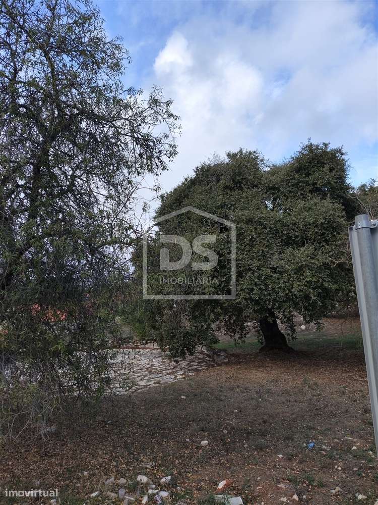 Moradia T3 com terreno de 2640 m² - Grande imagem: 2/14