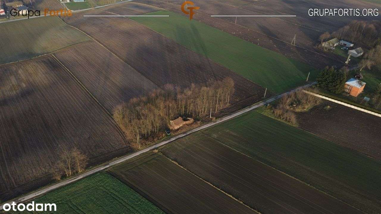 Siedlisko w Wojsławicach | 80 arów | kazimierski - Pełny obrazek: 4/6