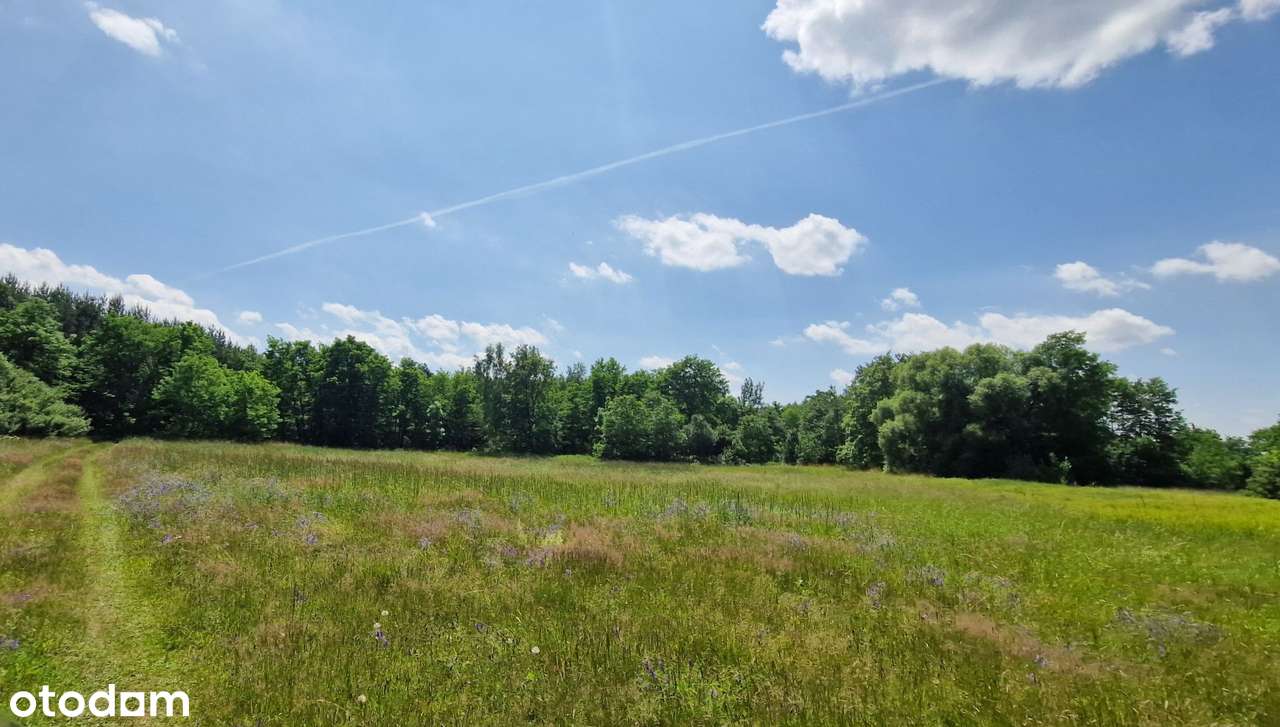 2 hektary przy drodze wojewódzkiej 784 Wojnowice gm. Gidle-1