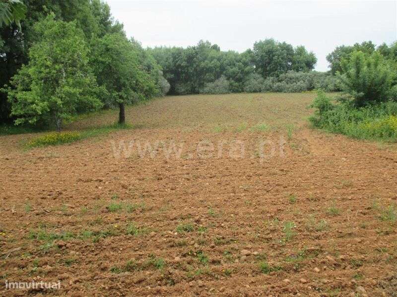 Terreno / Fundão, Enxames - Grande imagem: 5/6