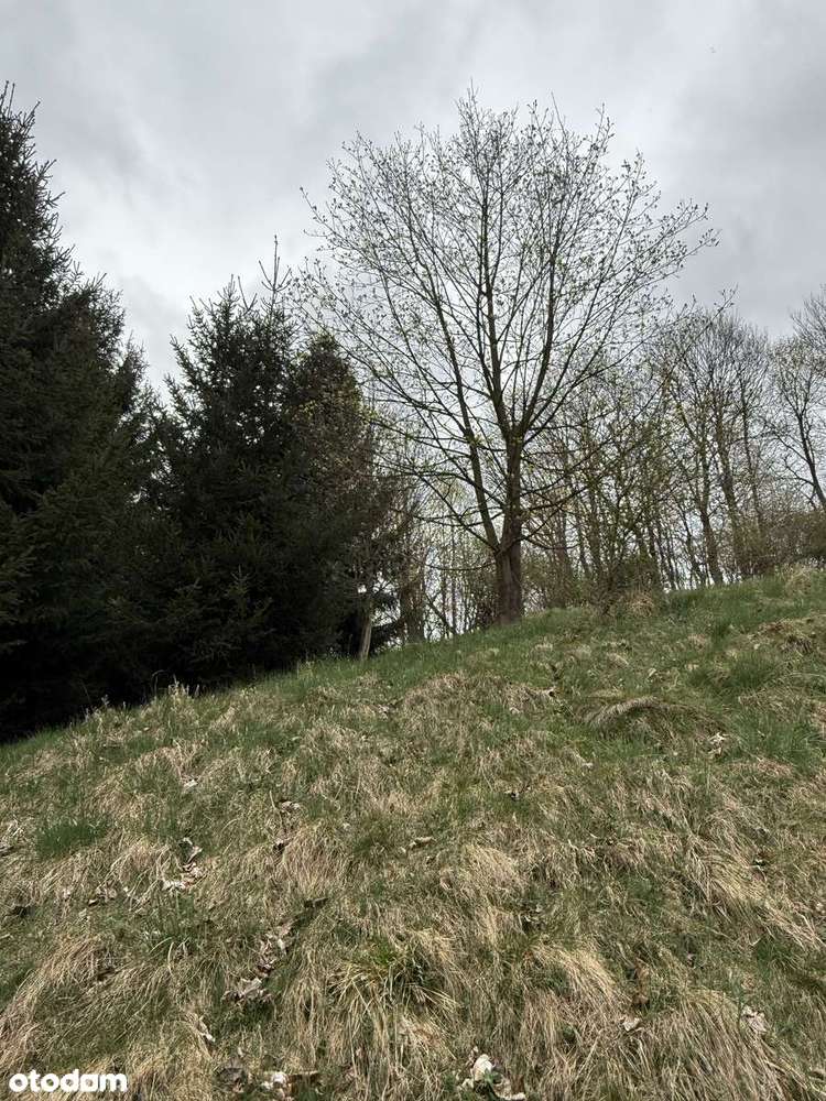 Działka z warunkami zabudowy - las, dostęp do drogi. Inwestycja.-13