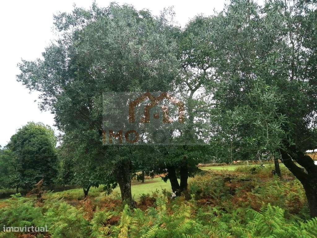 QUINTA - GIÃO-30