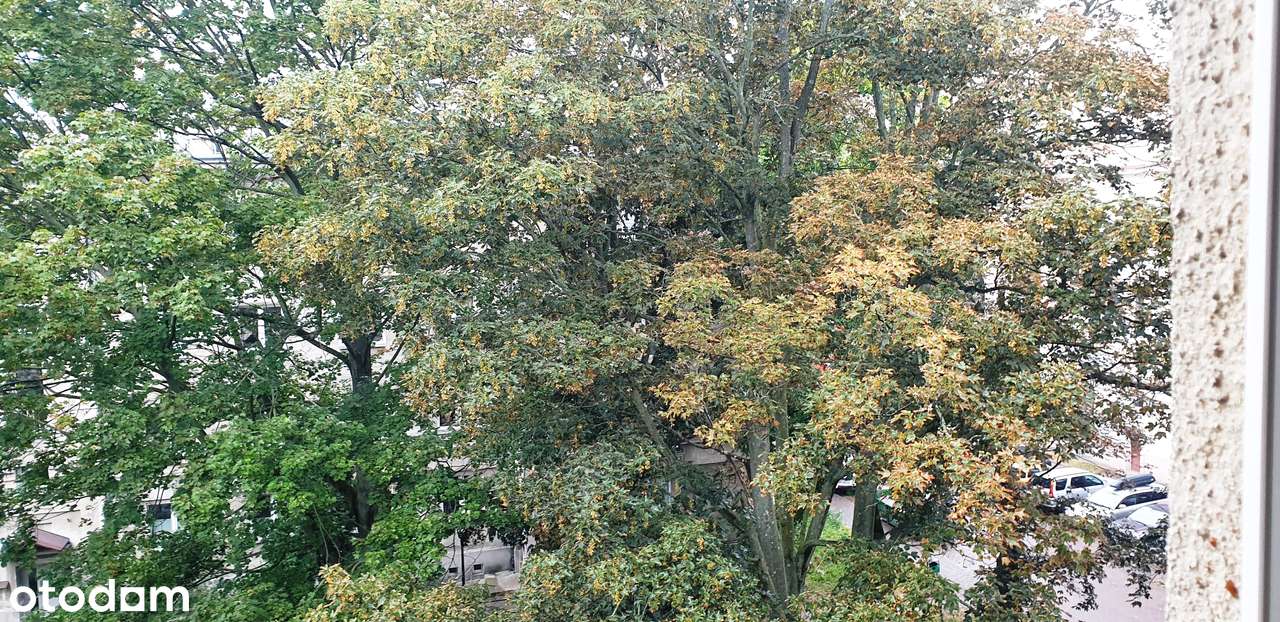 STARE BIELANY!.Kameralny budynek otoczony zielenią,ciche. Piwnica 6,75-12