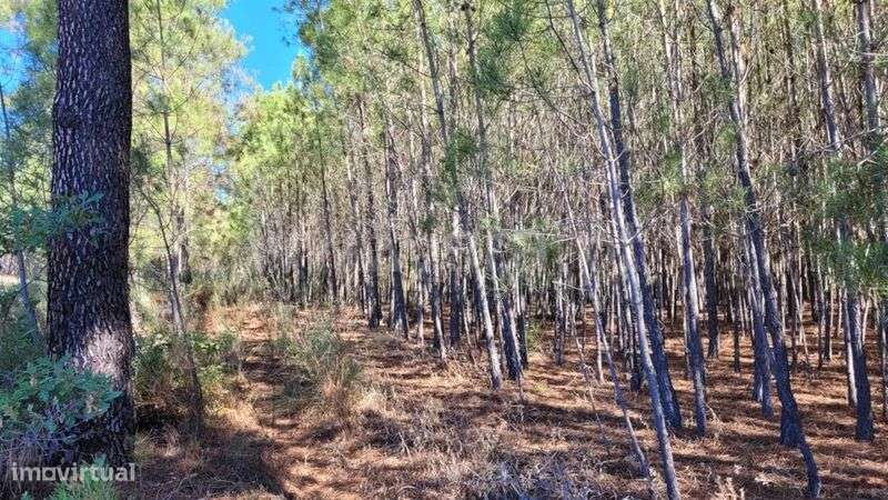 Terreno Rústico / Fundão, Enxames - Grande imagem: 4/9