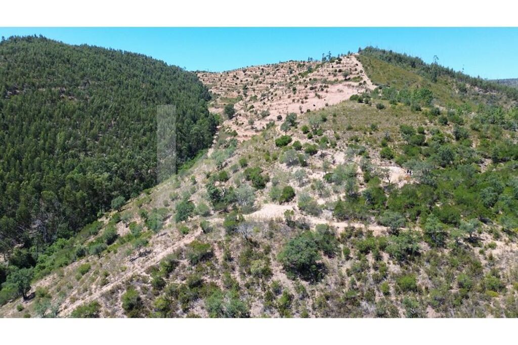 Terreno de 9,9ha com terraços e plantação - passível de construção - Grande imagem: 1/19