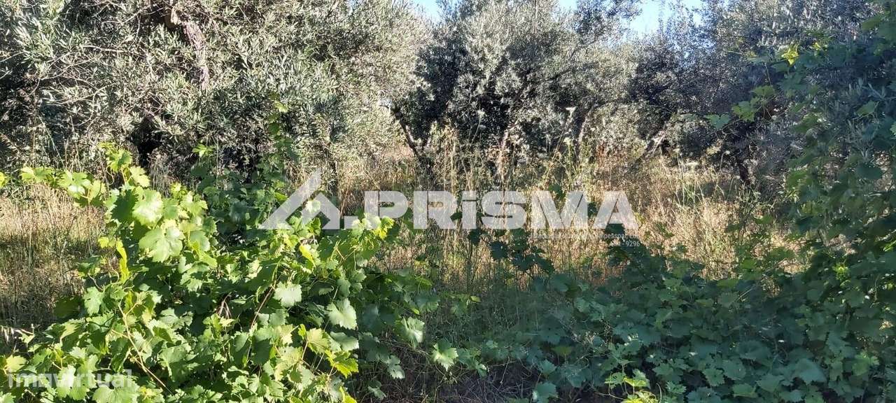 Quintinha para venda em Póvoa Rio de Moinhos - Grande imagem: 5/6