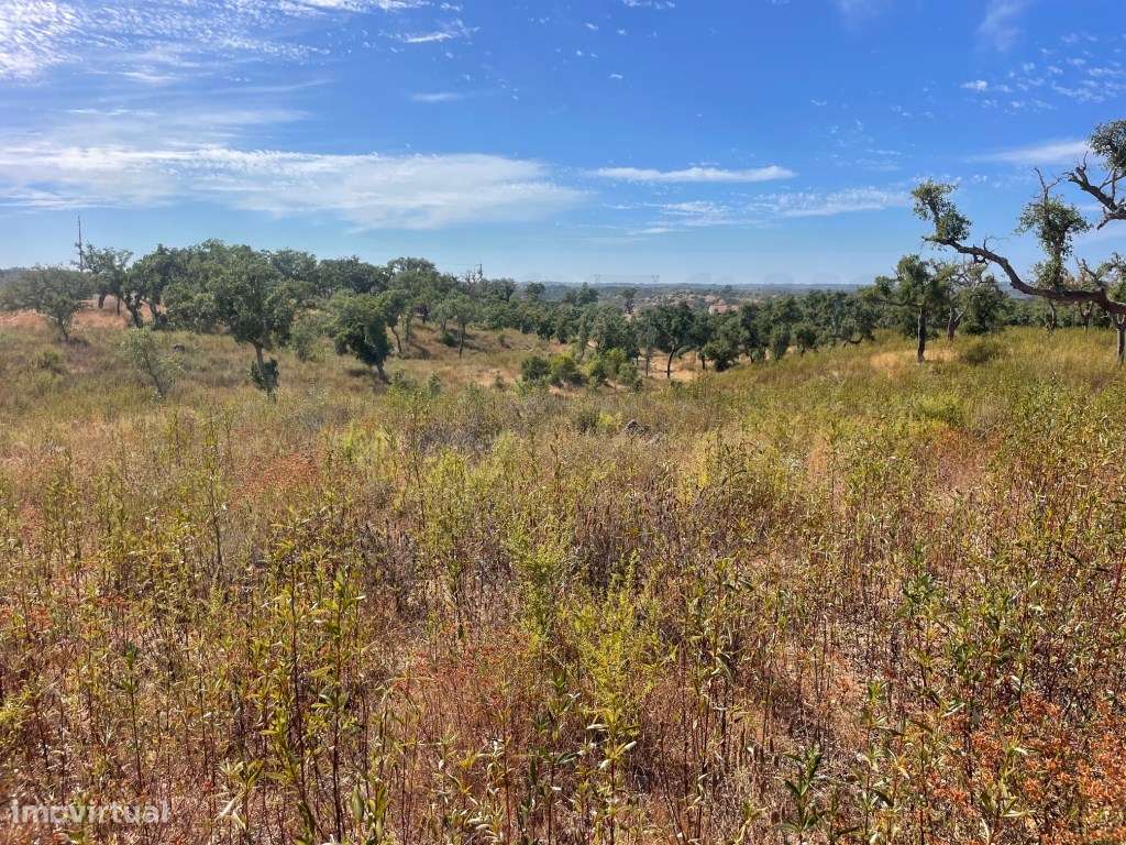 HERDADE COM 100 HECTARES E BASTANTE ARBORIZAÇÃO-5