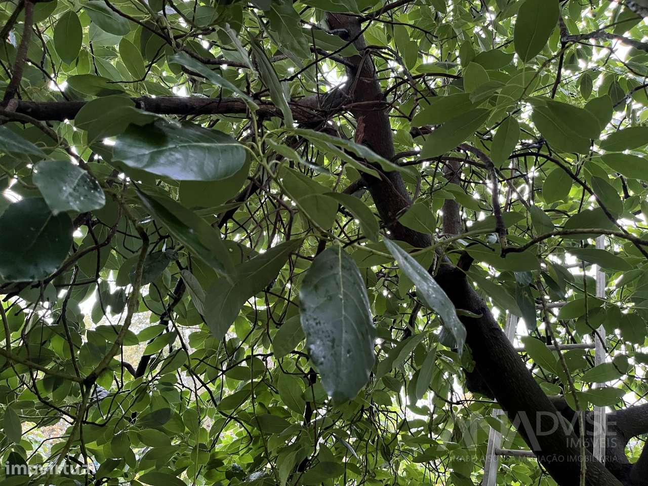 Moradia Geminada T5 Venda em Fragosela,Viseu - Grande imagem: 5/58