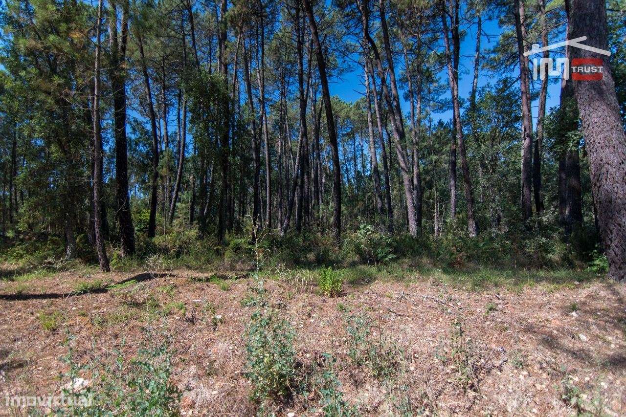 TERRENO RÚSTICO DE 930 M2 COM PINHAL E TERRA DE CULTURA - Grande imagem: 3/8