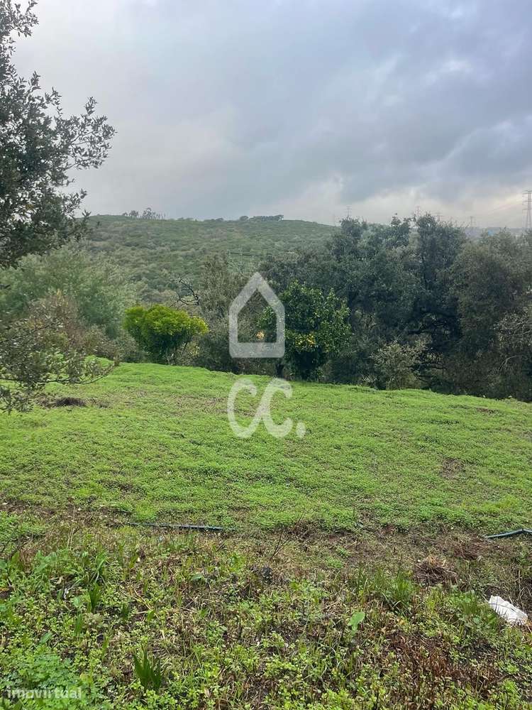 Terreno com poço legalizado e várias árvores de fruto-5