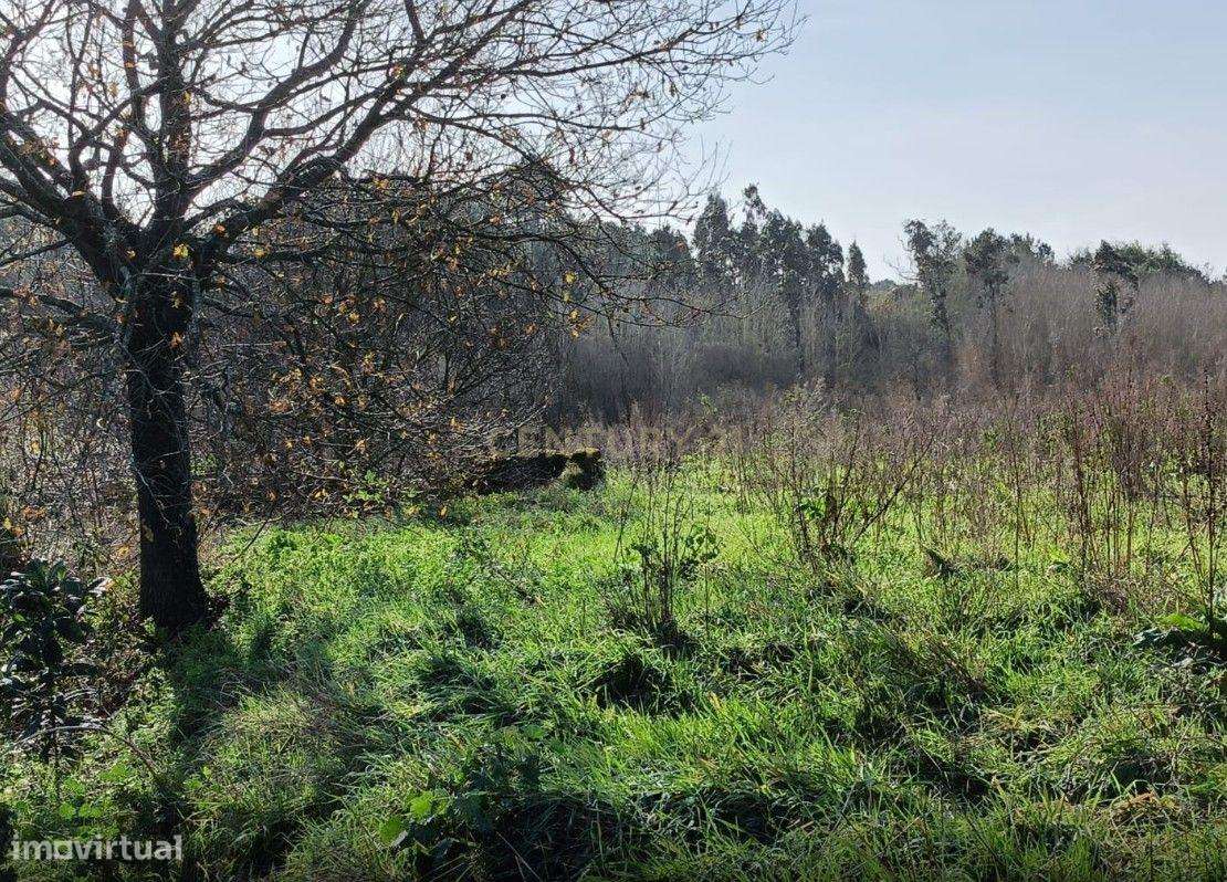 Terreno Agrícola à Venda em Mamarrosa - 9160m² - Grande imagem: 5/6