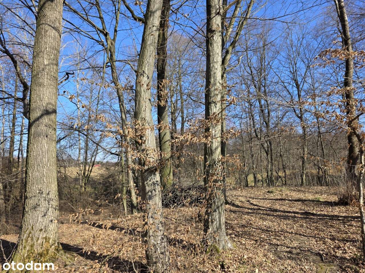 Gospodarstwo z własnym lasem – 1,25 ha spokoju i możliwości-14