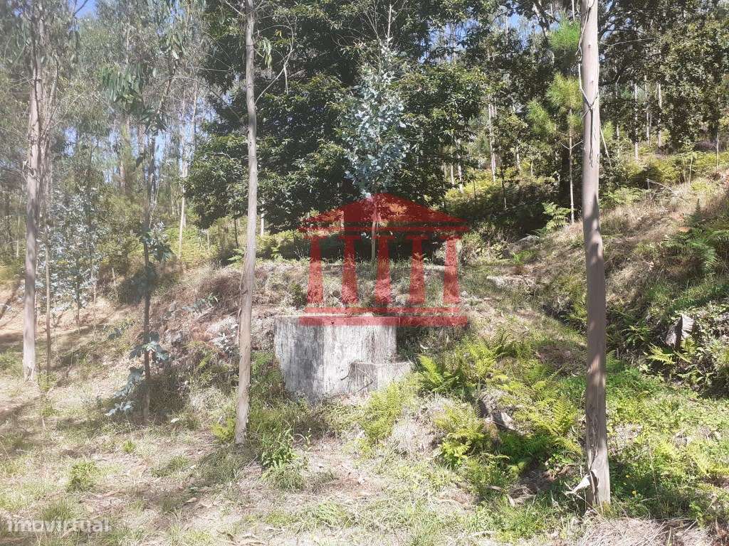 BOUÇA - Grande imagem: 4/26