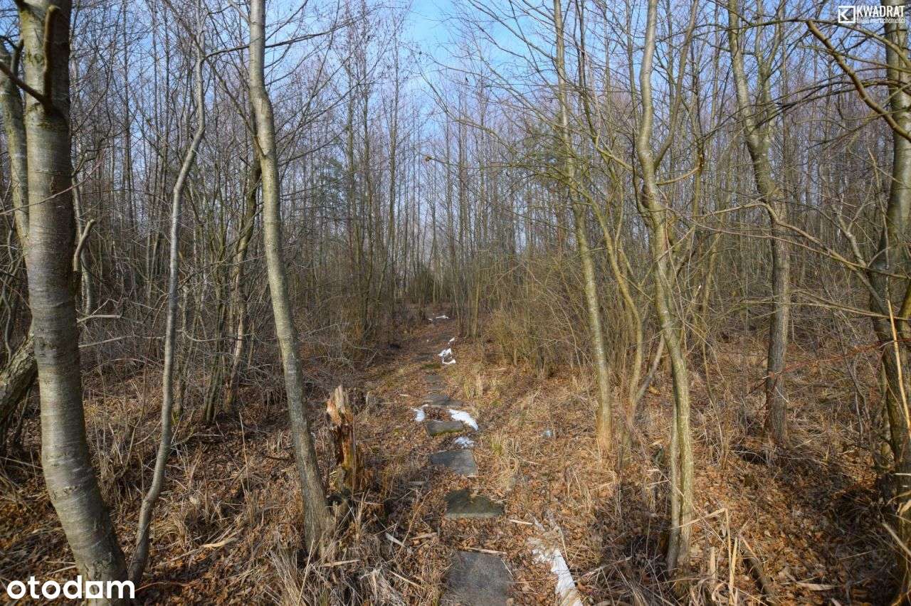 Działka nad jeziorem Łukcze - 30 ar - Pełny obrazek: 5/12