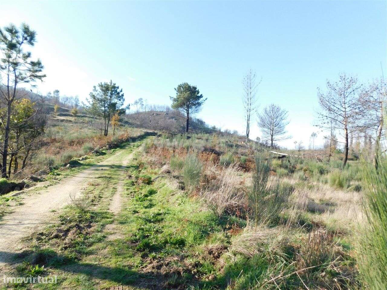 Terreno / Seia, Seia - Grande imagem: 4/6