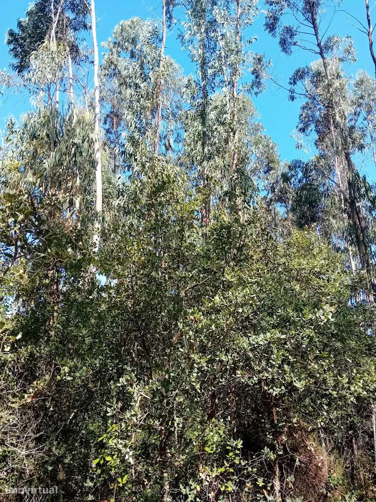 Terreno florestal com eucaliptos e pinheiros, com bons acessos-4