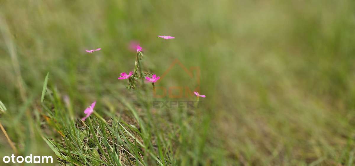 Działka las na ośrodek wypoczynkowy jezioro - Pełny obrazek: 4/11