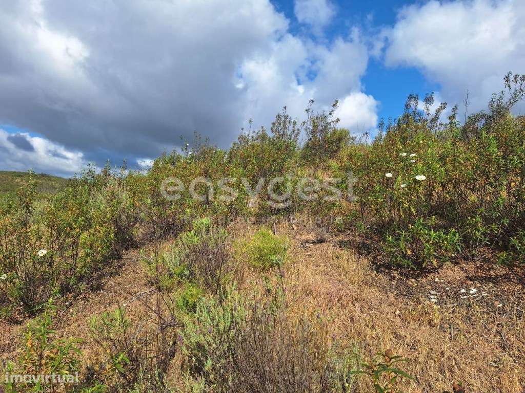 Terreno rústico com alfarrobeiras e amendoeiras - Azinhal, Castro M... - Grande imagem: 5/12