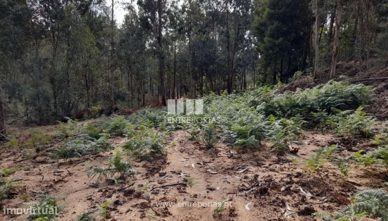 Venda Terreno, Travanca, Amarante - Grande imagem: 5/34