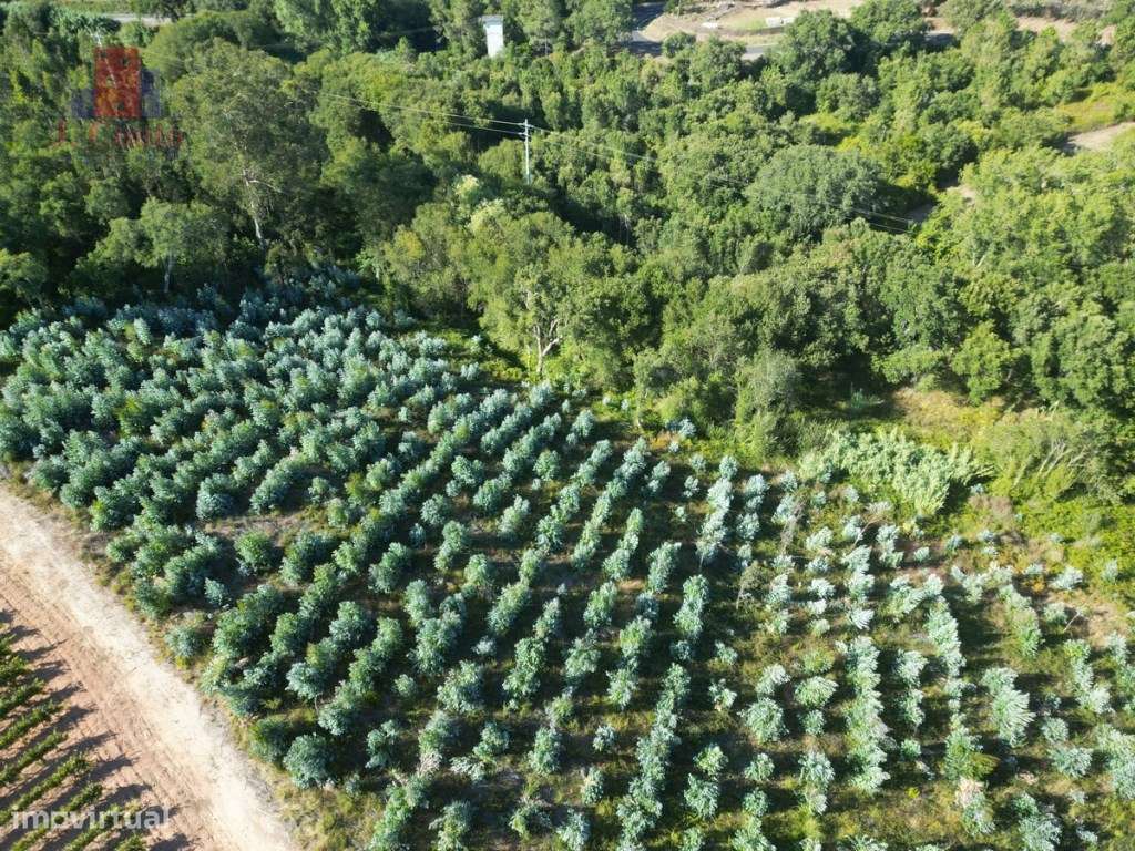 Terreno para agricultura em Vidais - Grande imagem: 5/9