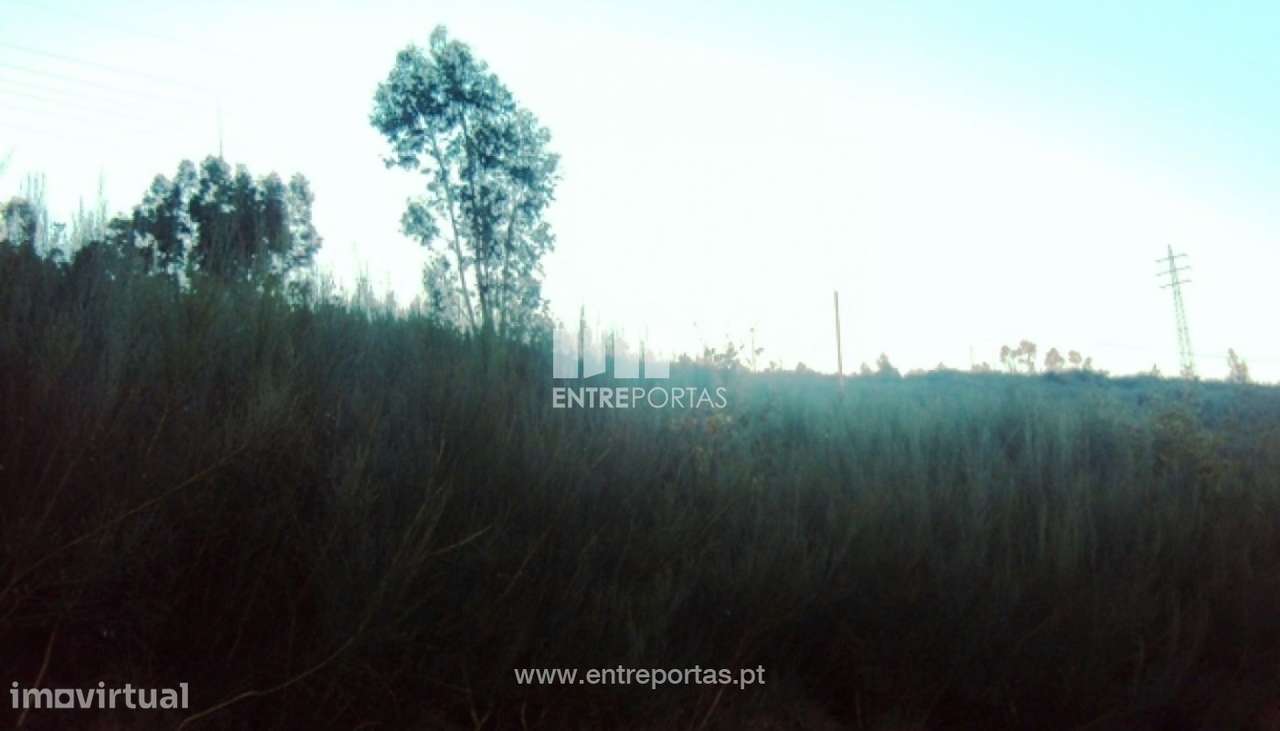 Venda Terreno, Tarouquela, Cinfães - Grande imagem: 2/6