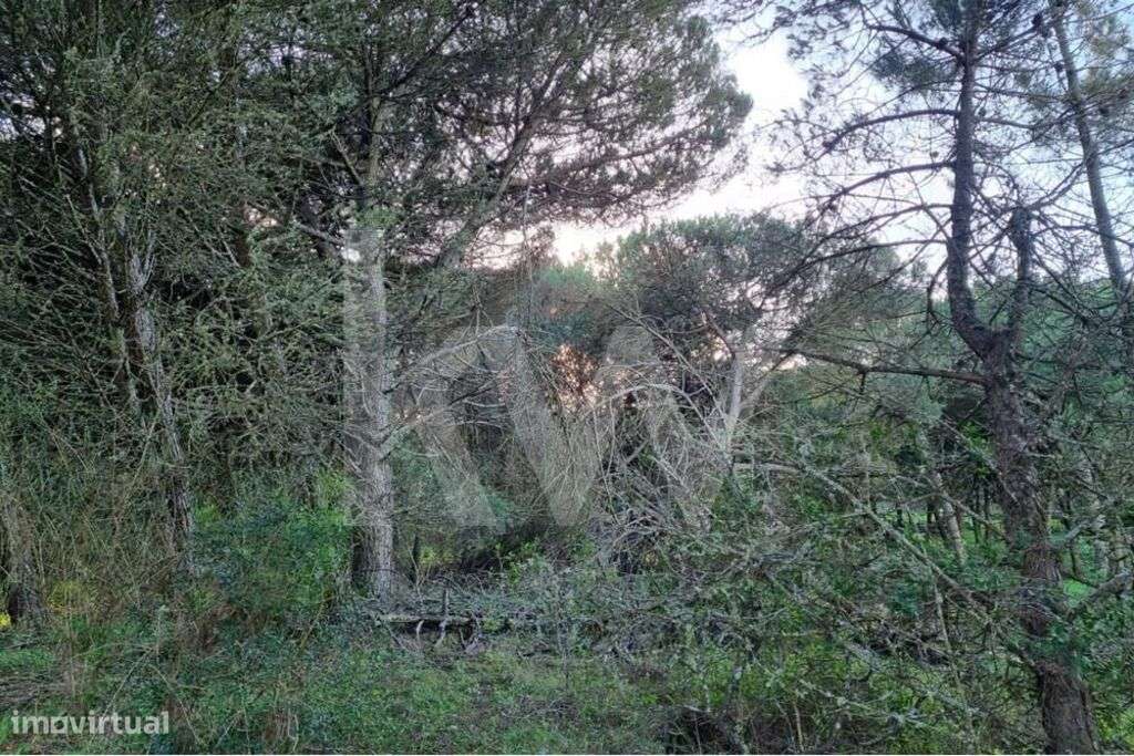 Terreno rústico Janas 3888m2 - Grande imagem: 5/14