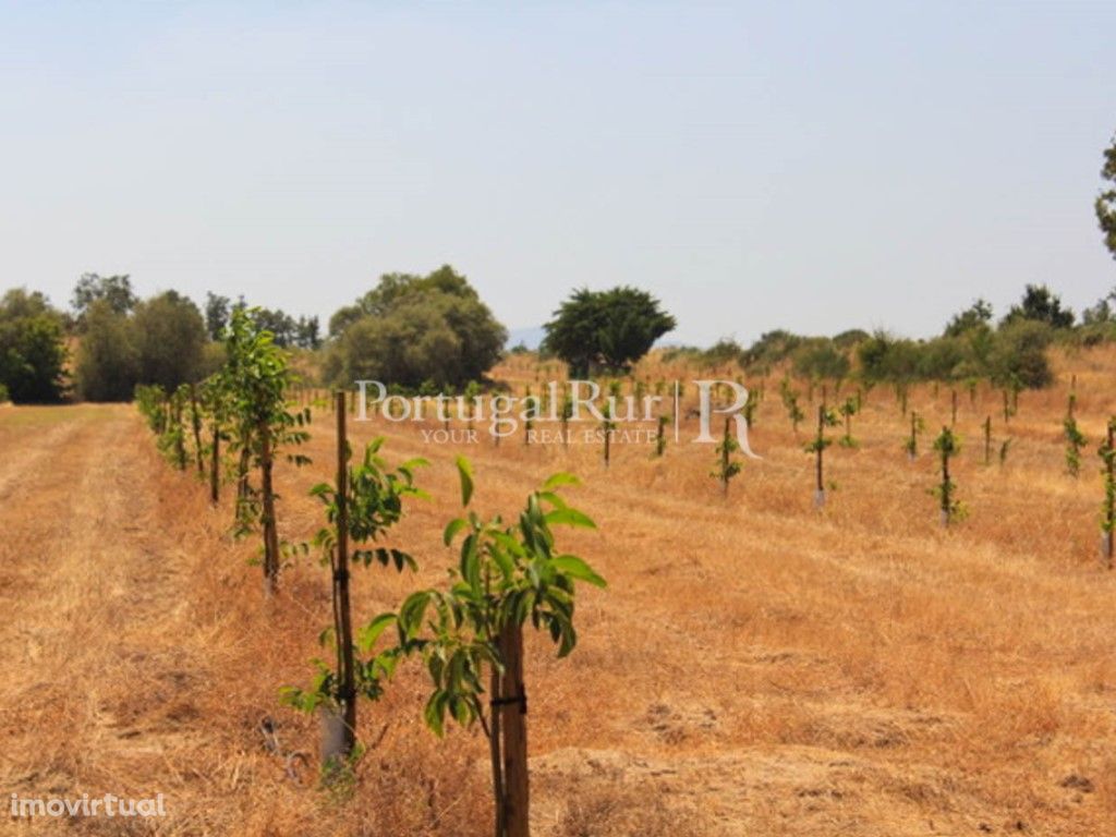 15ha farm with walnut trees