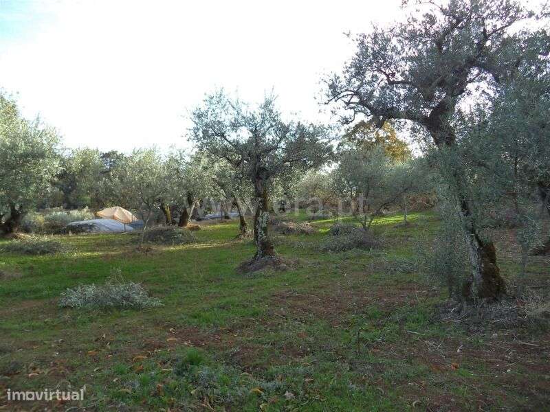 Terreno / Fundão, Capinha - Grande imagem: 2/10