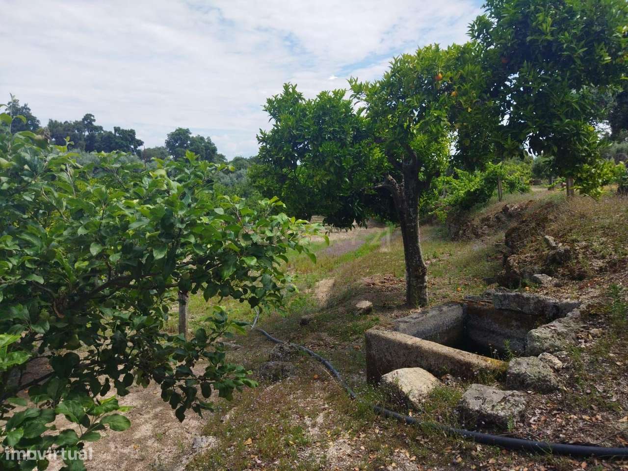 Terreno rústico | Lousa CTB, Castelo Branco-24